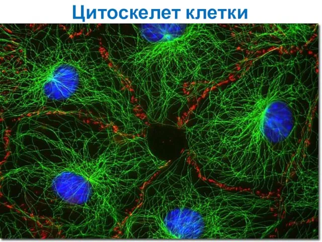 Цитоскелет клетки