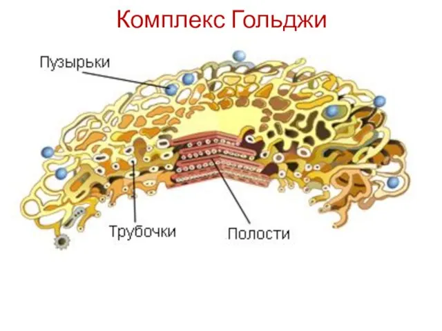 Комплекс Гольджи