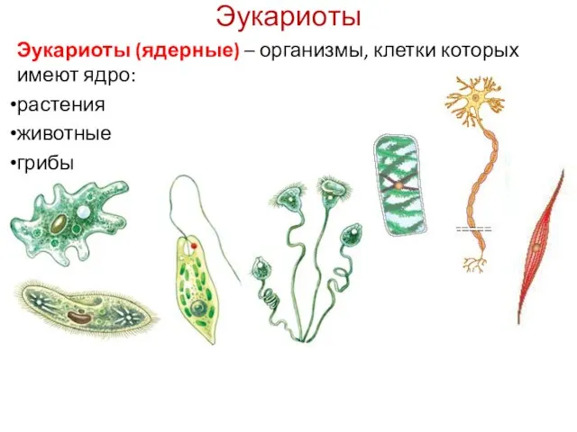 Эукариоты Эукариоты (ядерные) – организмы, клетки которых имеют ядро: растения животные грибы