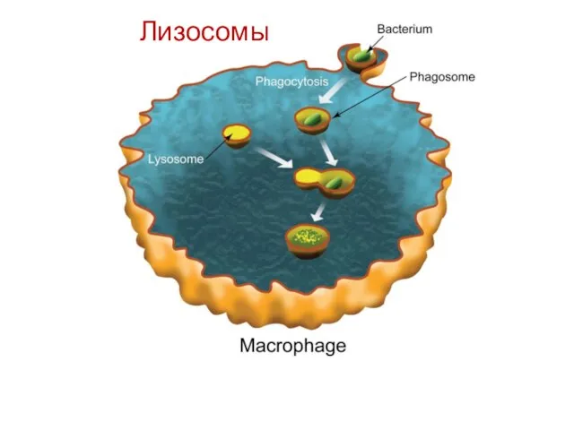 Лизосомы