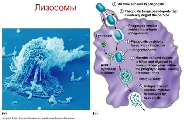 Лизосомы