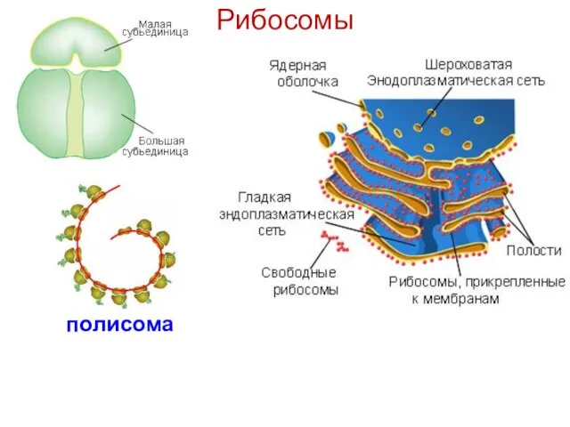 Рибосомы полисома