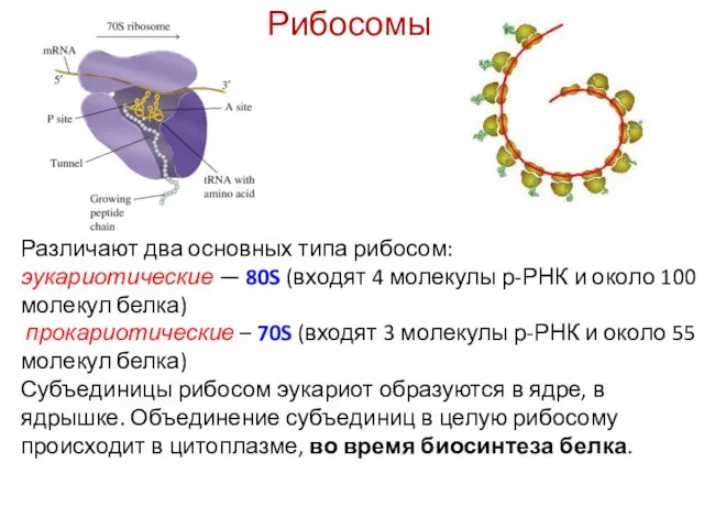 Различают два основных типа рибосом: эукариотические — 80S (входят 4 молекулы