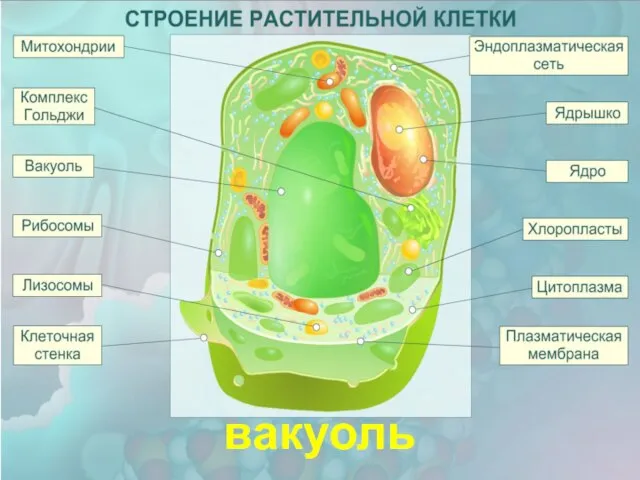 вакуоль