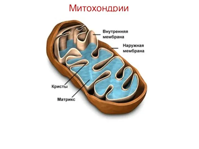 Митохондрии