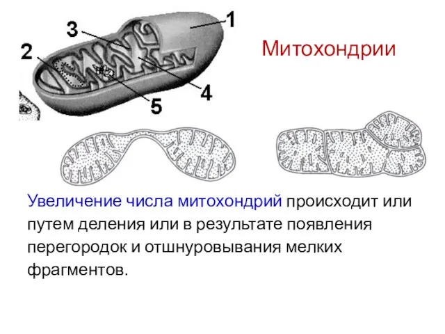 Увеличение числа митохондрий происходит или путем деления или в результате появления