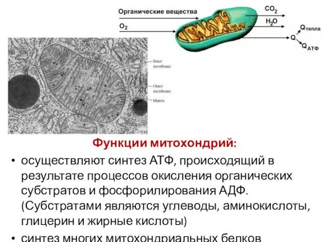 Функции митохондрий: осуществляют синтез АТФ, происходящий в результате процессов окисления органических