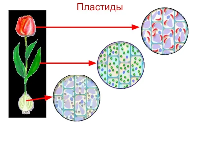 Пластиды