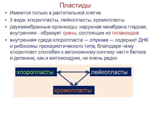 Пластиды Имеются только в растительной клетке 3 вида: хлоропласты, лейкопласты, хромопласты