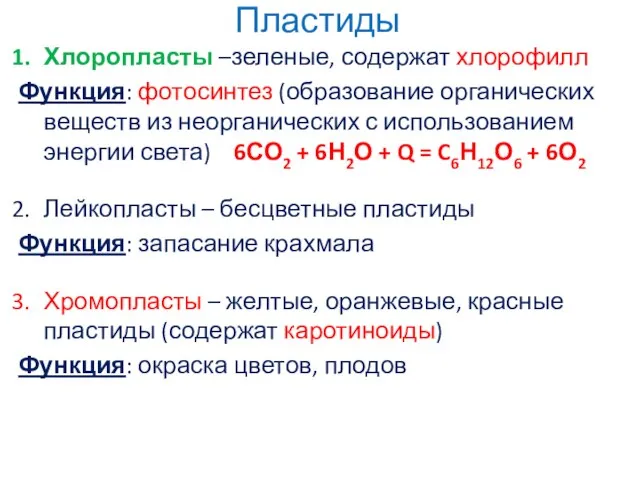 Пластиды Хлоропласты –зеленые, содержат хлорофилл Функция: фотосинтез (образование органических веществ из