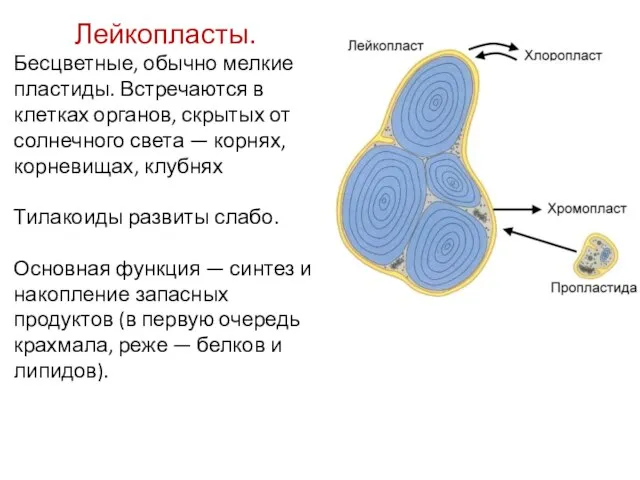 Лейкопласты. Бесцветные, обычно мелкие пластиды. Встречаются в клетках органов, скрытых от