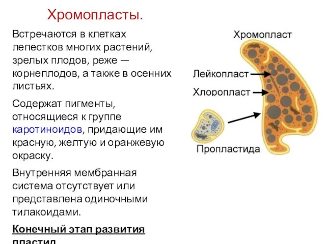 Хромопласты. Встречаются в клетках лепестков многих растений, зрелых плодов, реже —