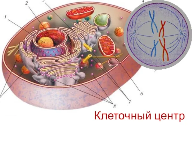 Строение клетки Клеточный центр