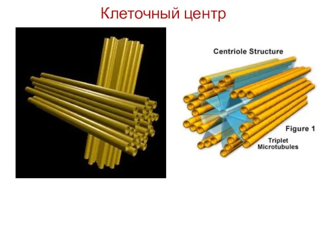 Клеточный центр