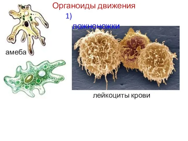 1) ложноножки амеба лейкоциты крови Органоиды движения