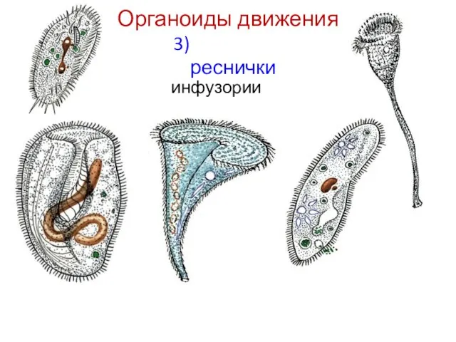 Органоиды движения 3) реснички инфузории