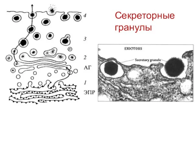 Секреторные гранулы