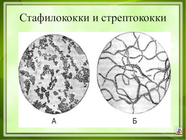 Стафилококки и стрептококки