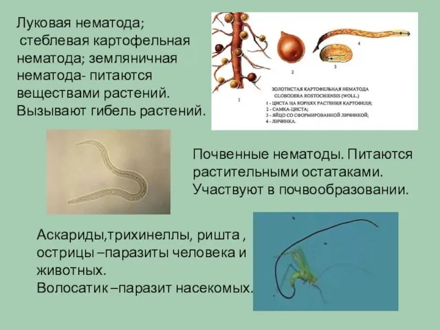 Аскариды,трихинеллы, ришта , острицы –паразиты человека и животных. Волосатик –паразит насекомых.