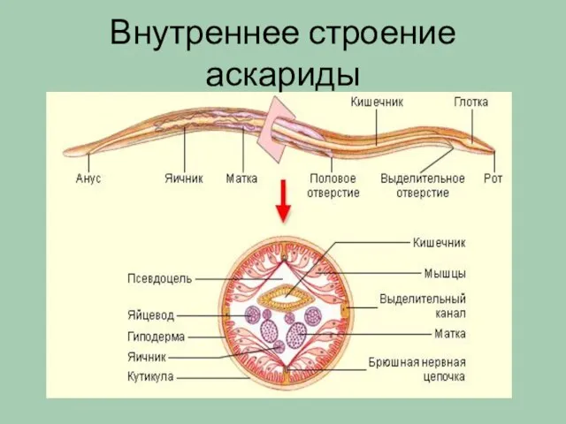 Внутреннее строение аскариды