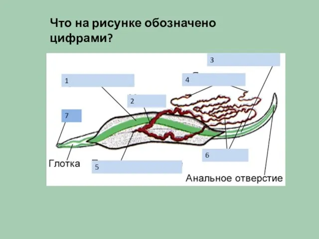 1 3 2 4 5 6 7 Что на рисунке обозначено цифрами?