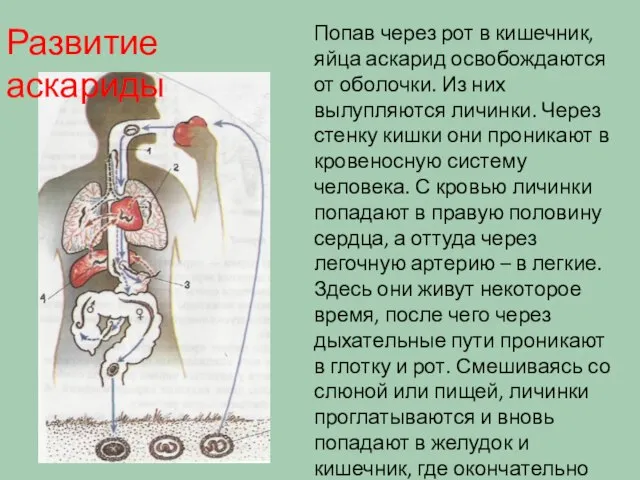 Попав через рот в кишечник, яйца аскарид освобождаются от оболочки. Из