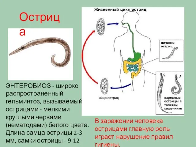 ЭНТЕРОБИОЗ - широко распространенный гельминтоз, вызываемый острицами - мелкими круглыми червями