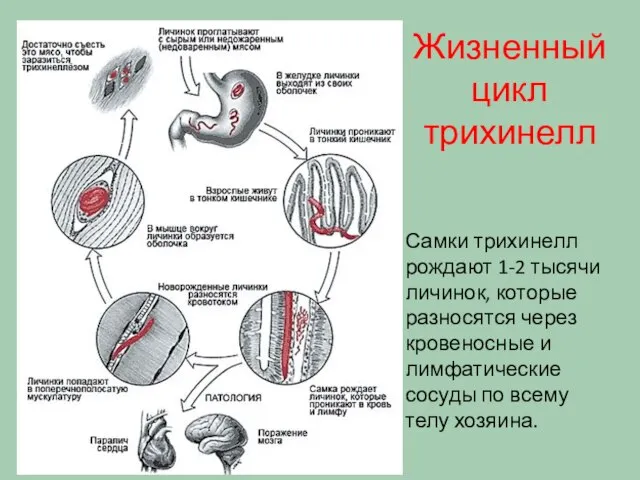 Развитие трихинеллы Самки трихинелл рождают 1-2 тысячи личинок, которые разносятся через