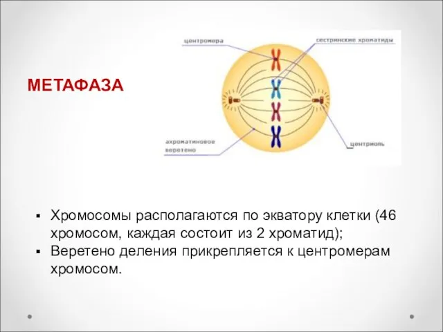 МЕТАФАЗА Хромосомы располагаются по экватору клетки (46 хромосом, каждая состоит из