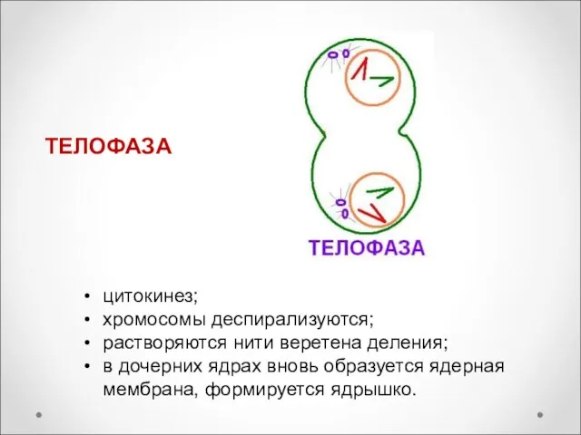 ТЕЛОФАЗА цитокинез; хромосомы деспирализуются; растворяются нити веретена деления; в дочерних ядрах