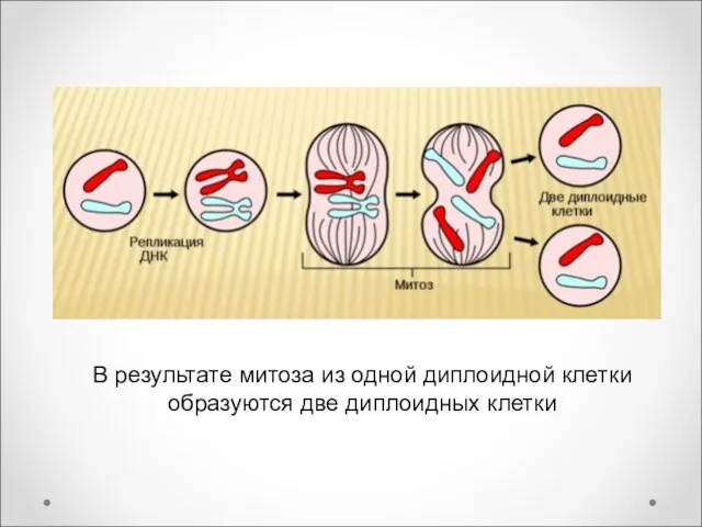 В результате митоза из одной диплоидной клетки образуются две диплоидных клетки