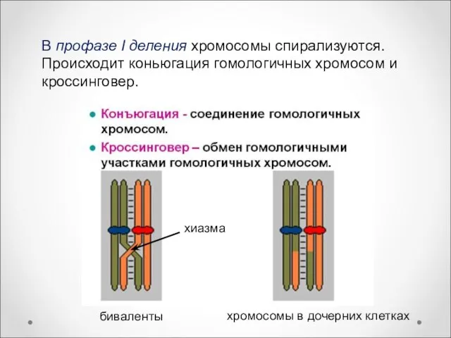 В профазе I деления хромосомы спирализуются. Происходит коньюгация гомологичных хромосом и