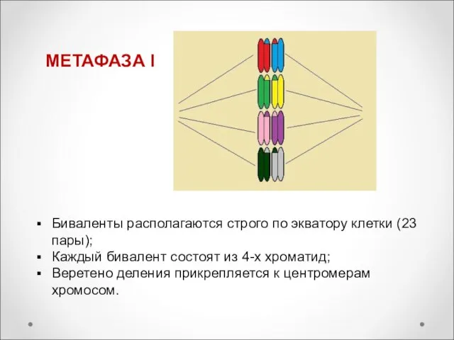 МЕТАФАЗА I Биваленты располагаются строго по экватору клетки (23 пары); Каждый