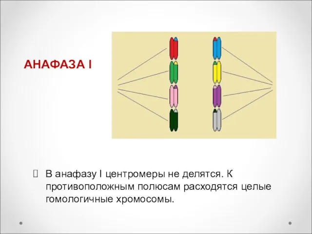 АНАФАЗА I В анафазу I центромеры не делятся. К противоположным полюсам расходятся целые гомологичные хромосомы.