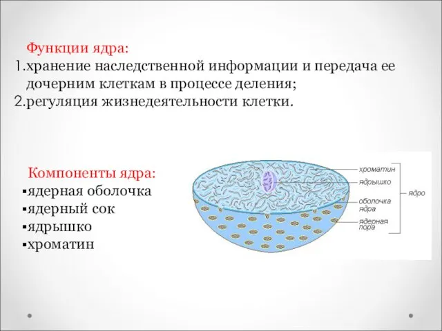 Функции ядра: хранение наследственной информации и передача ее дочерним клеткам в