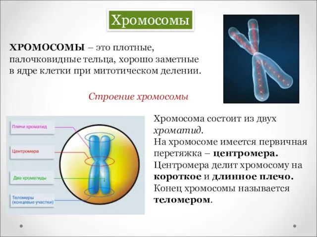 Хромосомы ХРОМОСОМЫ – это плотные, палочковидные тельца, хорошо заметные в ядре