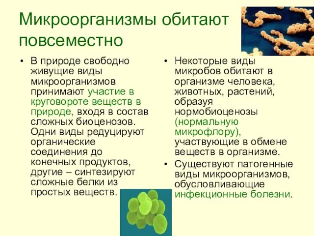 Микроорганизмы обитают повсеместно В природе свободно живущие виды микроорганизмов принимают участие