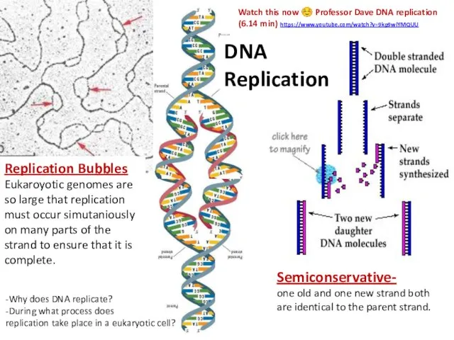 Replication Bubbles Eukaroyotic genomes are so large that replication must occur