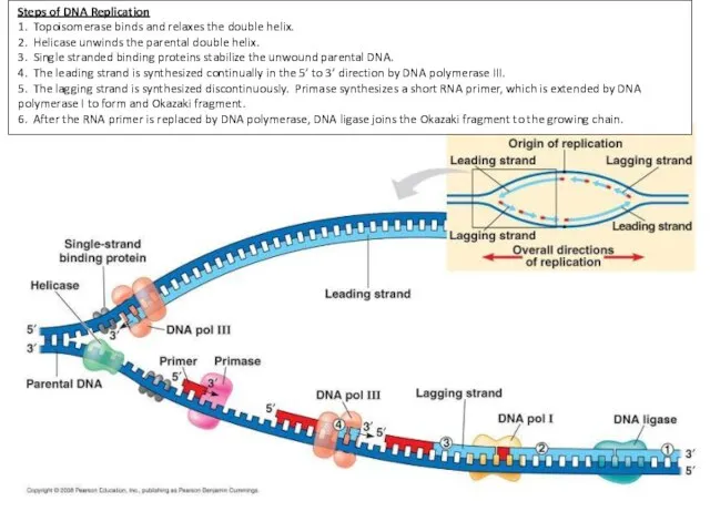 Steps of DNA Replication 1. Topoisomerase binds and relaxes the double