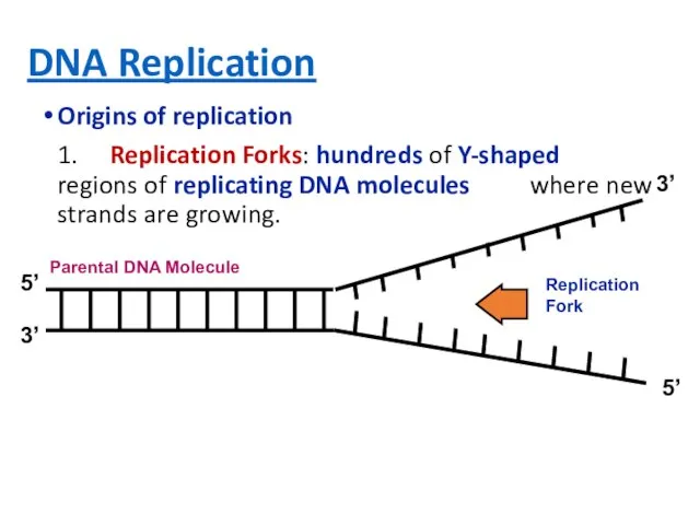 DNA Replication Origins of replication 1. Replication Forks: hundreds of Y-shaped