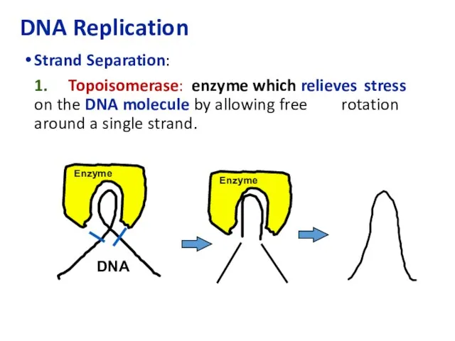 DNA Replication Strand Separation: 1. Topoisomerase: enzyme which relieves stress on