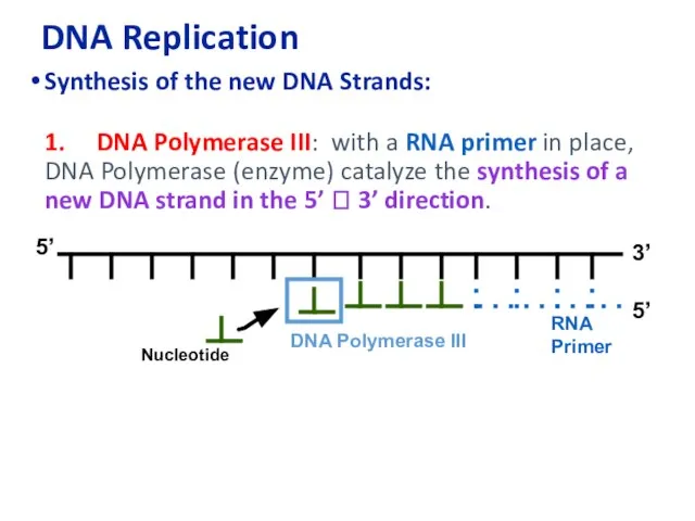 DNA Replication Synthesis of the new DNA Strands: 1. DNA Polymerase