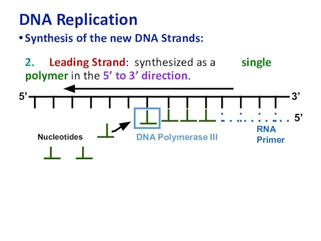 DNA Replication Synthesis of the new DNA Strands: 2. Leading Strand: