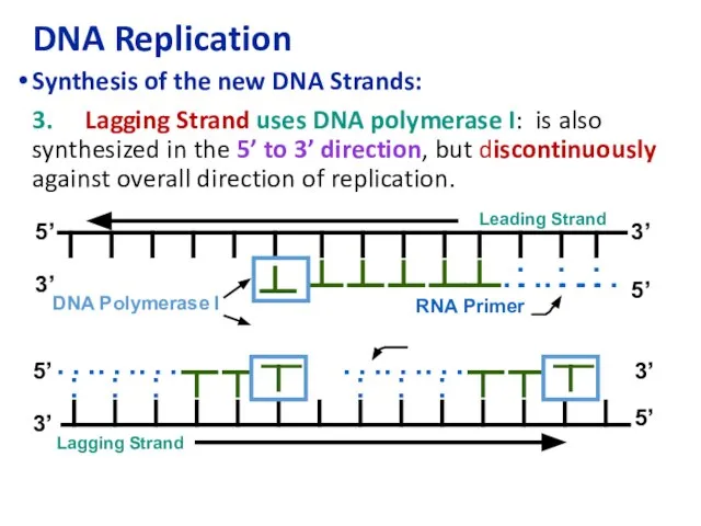 DNA Replication Synthesis of the new DNA Strands: 3. Lagging Strand