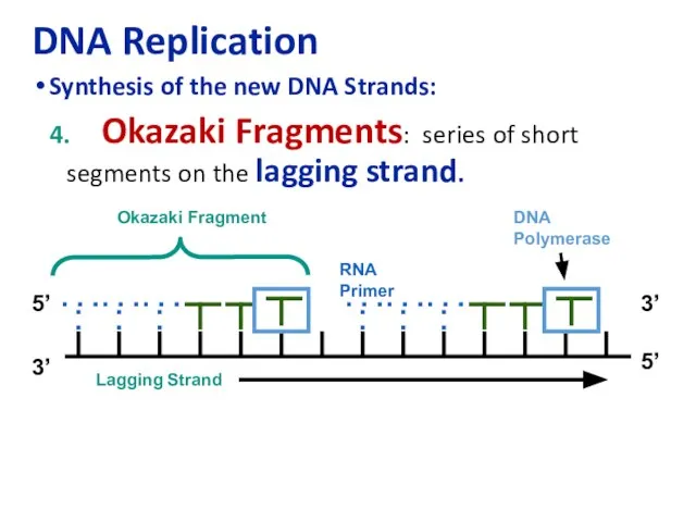 DNA Replication Synthesis of the new DNA Strands: 4. Okazaki Fragments: