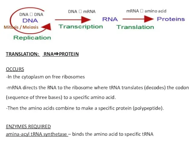 TRANSLATION: RNA⇒PROTEIN OCCURS -In the cytoplasm on free ribosomes -mRNA directs