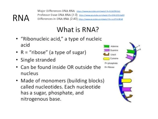 RNA Major Differences DNA RNA https://www.youtube.com/watch?v=6L3zO8t1lsE Professor Dave DNA RNA (7.0)