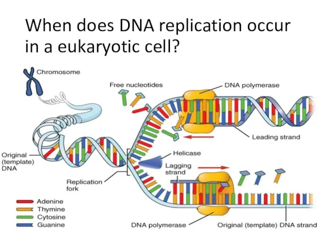 When does DNA replication occur in a eukaryotic cell?