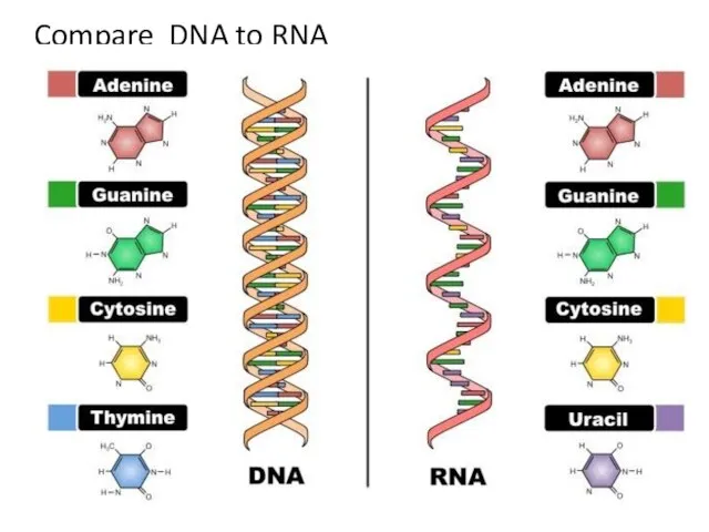 Compare DNA to RNA