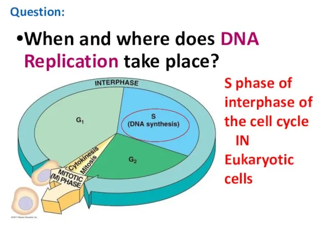 Question: When and where does DNA Replication take place? S phase